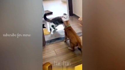 Funniest Cats and Dogs | Cutest Animals | Video of 2023