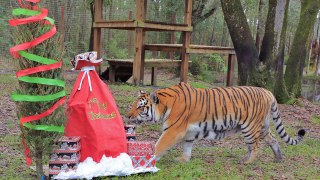 Meow-y Christmas With Big Cats