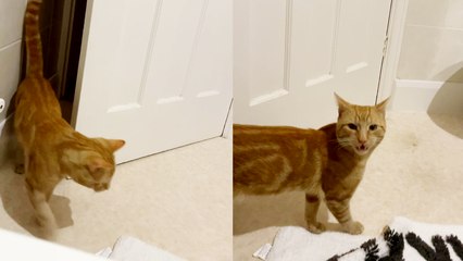 This cat saying a clear-cut 'HELLO' will make you pinch yourself