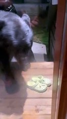 Black Bear Knocks On The Door