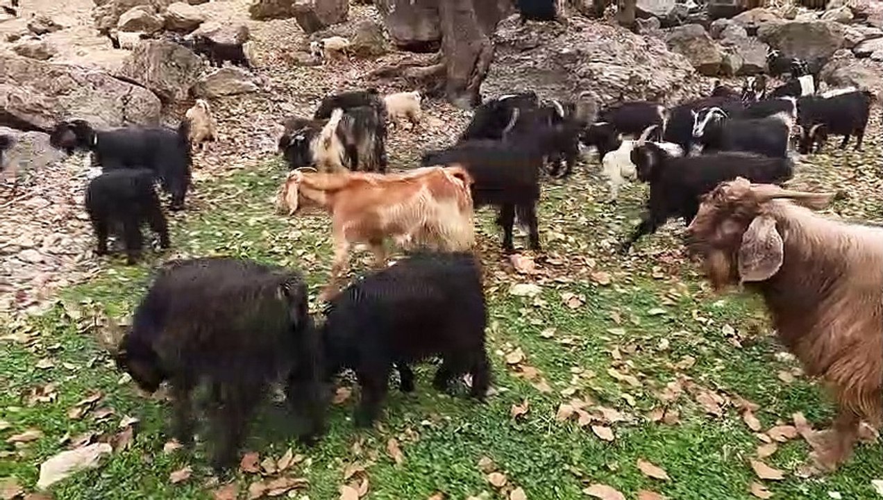 Using Plastic for the Roof of Sheepfold  Traditional Living in Modern World (2023)