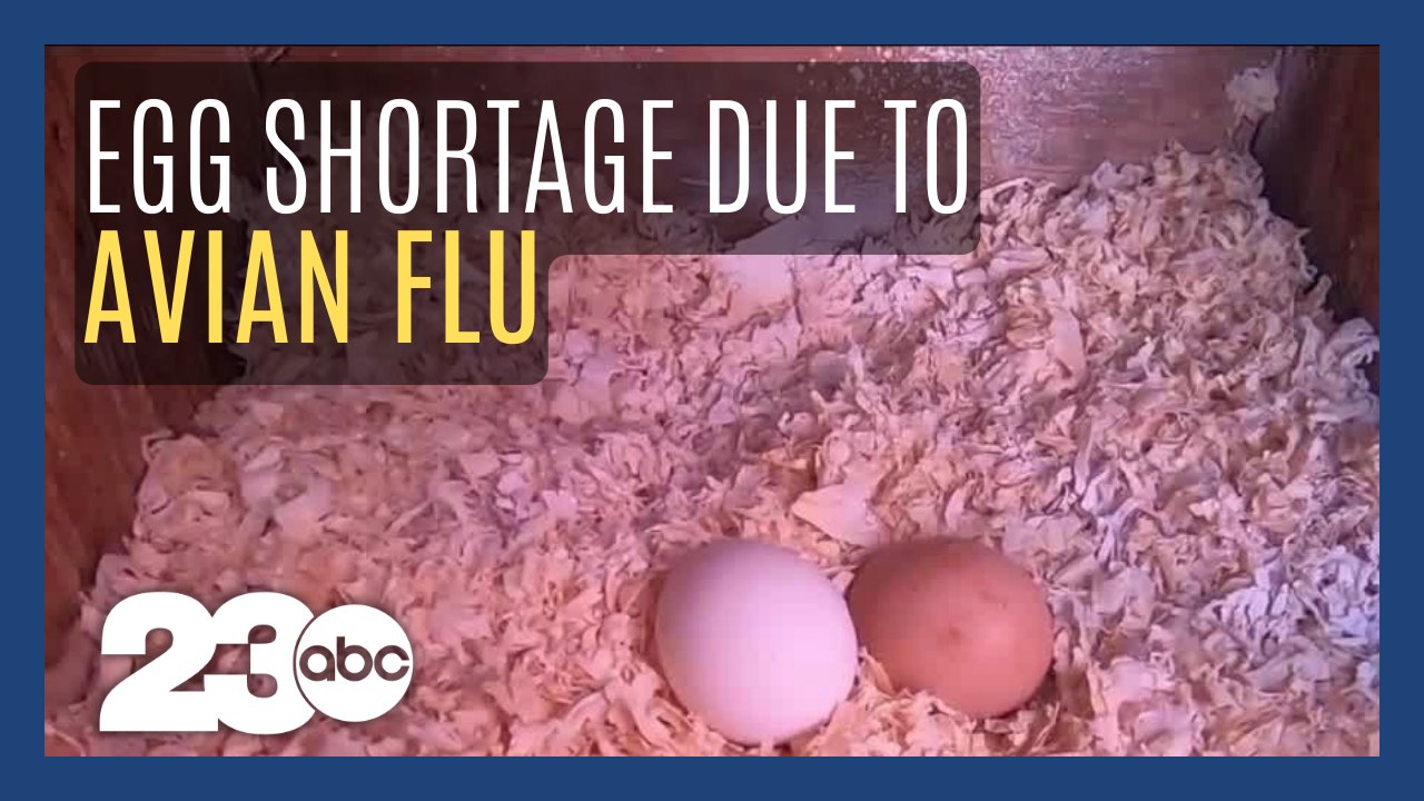Egg supply down due to Avian Flu, egg prices up video Dailymotion