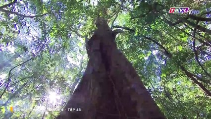 nghiệp sinh tử phần 4 – tập 48 – Phim Viet Nam THVL1 – xem phim nghiep sinh tu p4 tap 49