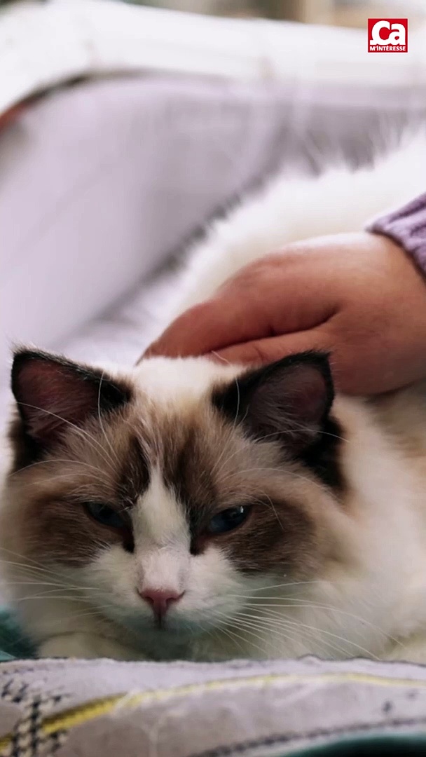 Pourquoi Votre Chat Est Plus Calin Que D Habitude Ca M Interesse