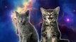 Space Cats Magic Fly | funny cats chanel