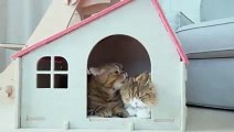 Cats vs Ghost | funny cats chanel