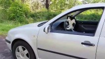 The CAR and the CAT - do we have common relatives | funny cats chanel