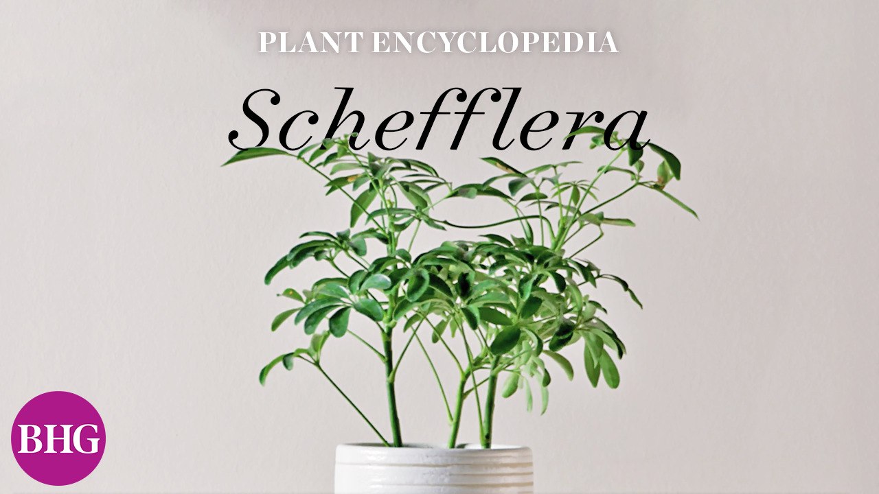 Schefflera | Plant Encyclopedia
