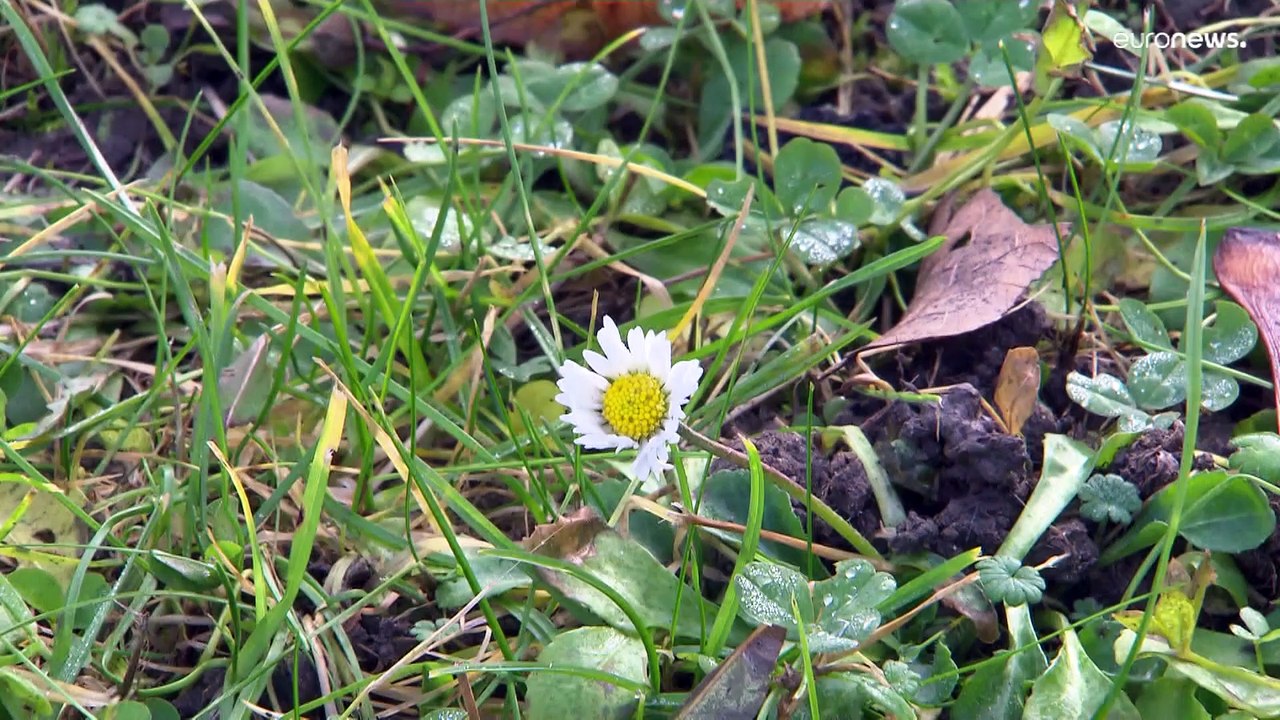Grüne Hügel, warme Temperaturen: Viele Skifans haben sich ihren Winterurlaub anders vorgestellt