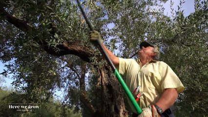 Olivenöl: Das „flüssige Gold“ Spaniens
