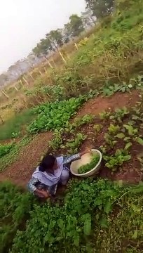 Hamare ghar ar karela ki kheti ar main please follow meHamare ghar ar karela ki kheti ar main please follow me