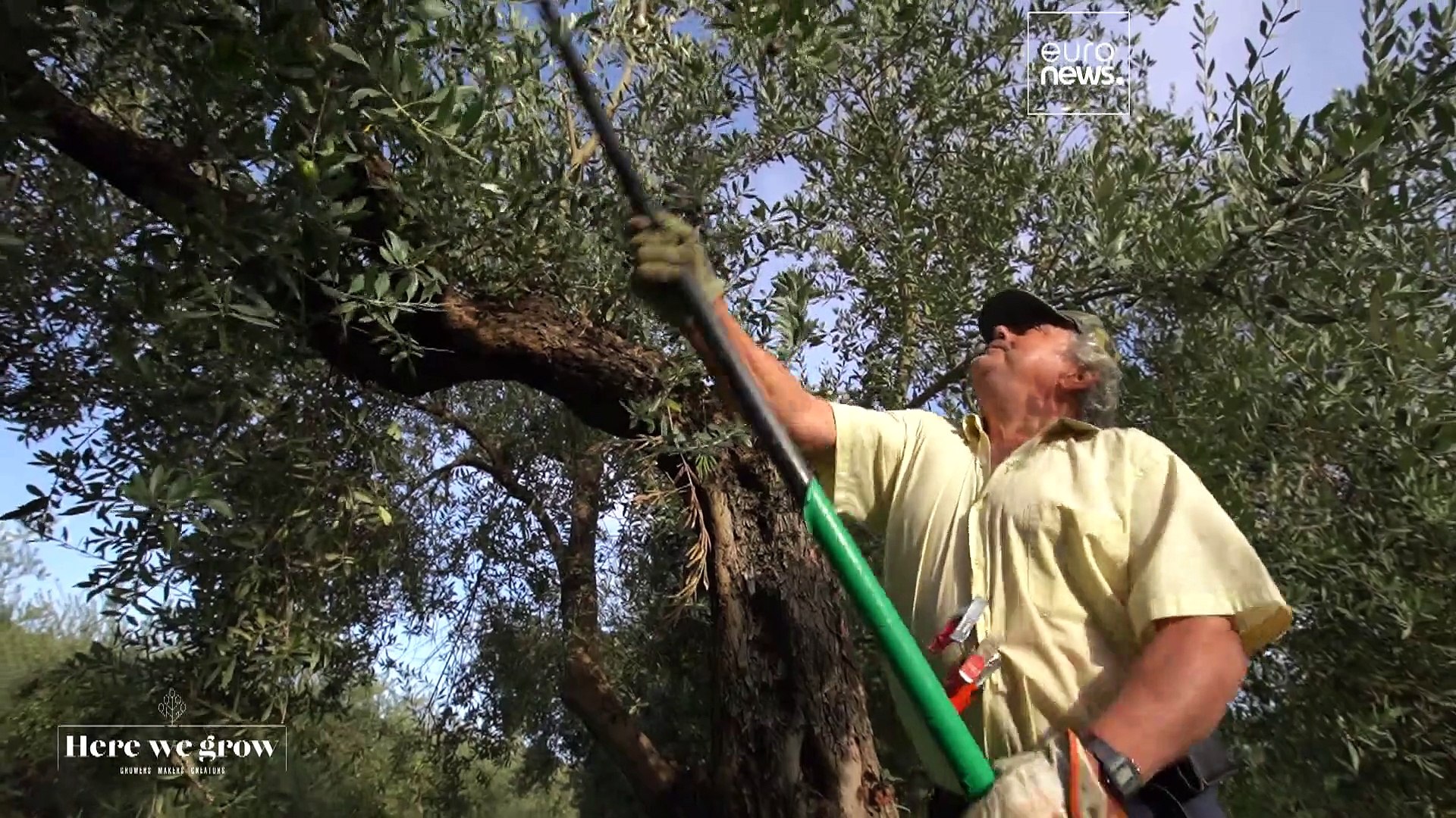 ⁣Золото Испании: оливковые рощи кормят страну и мир