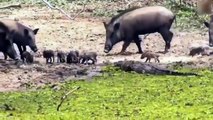 WATCH NOW !Baboon tore and eat the baby antelope   Antelope looking for her baby for many hours