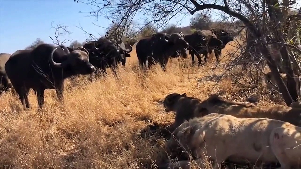 Buffalo Too Late To Come Rescue His Friend From Lion   Moment Tough Battle Between Buffalo VS Lion