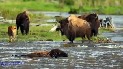 WATCH NOW ! Best Moments Of Mother Animals Protect baby animal - Bison vs Wolf, Lion vs Hippo
