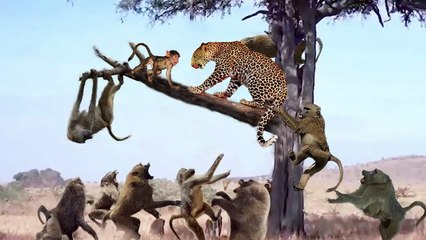 WATCH NOW ! Leopard Ruthlessly Steals Baboon's Newborn Baby   The Brutal Clash Of Leopard VS Baboon