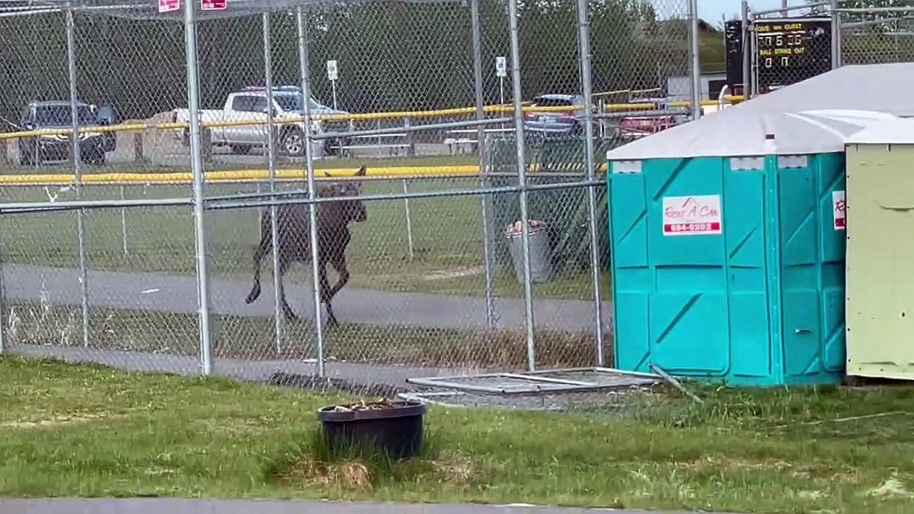 Moose Chases Little League Player