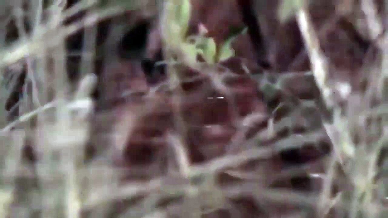 Amazing Elephant did its best to save the impala from leopard - Crocodile, Lion, Tiger, Warthog