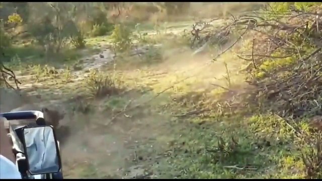 Lion Leopard Hyena Made Himself Laughable When Confronted With Warthog - Harsh Life Of Animals