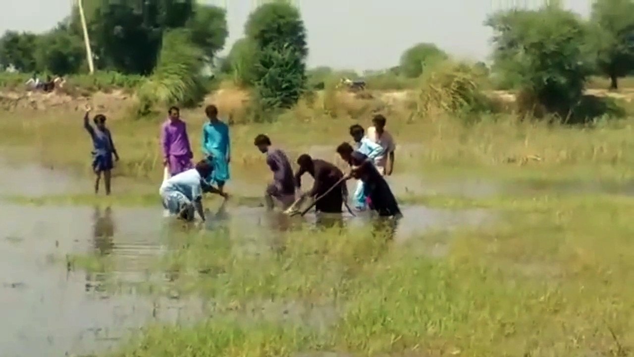 Crocodile Caught in India