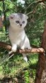 Beautiful baby cat | animals lover