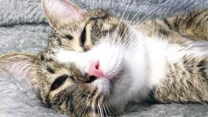 Amusing Cat Yawns and Stretches