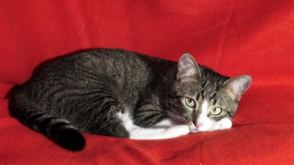 Cat Looks around very Attentively