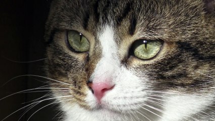 The Beautiful Cat Has a Little Wet Nose