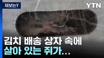 [제보는Y] "김치 주문했더니 상자 속에 살아 있는 쥐가..." / YTN