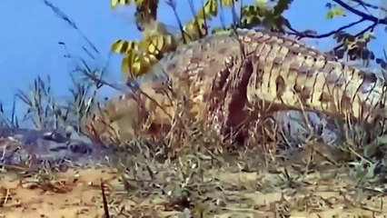 Poor Zebra Is Constantly Being Attacked By Super Predators - ZEBRA CROCODILE LION HIPPO