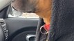 Dog Shivers in Cold Inside Car While Wearing Owner's Jacket