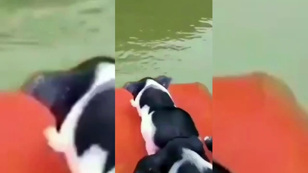 they went weeee weeee weeee all the way home