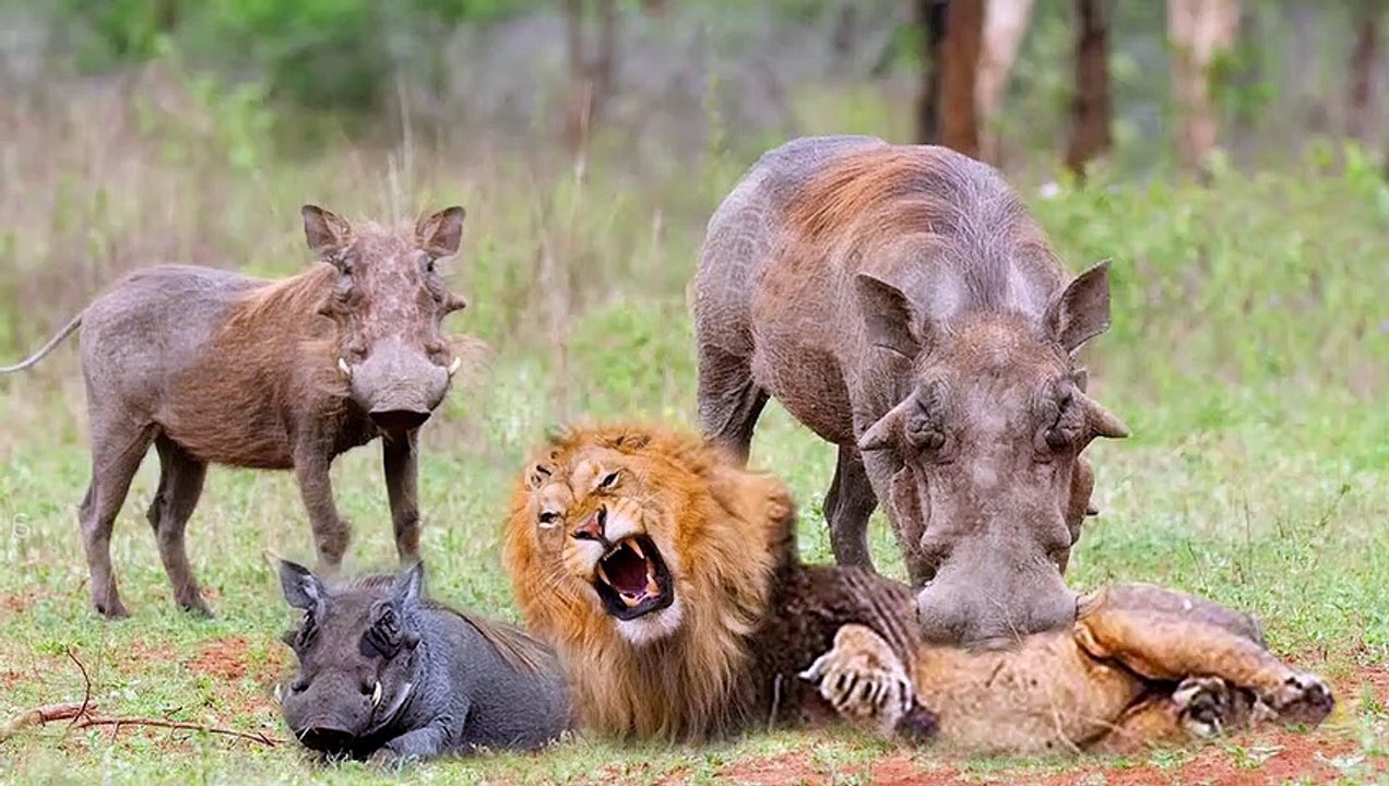 OMG! Warthog Too Dangerous When Lion Attacks - Incredible Moments When Lion Confront Warthog - video Dailymotion