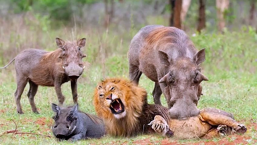 OMG! Warthog Too Dangerous When Lion Attacks - Incredible Moments When Lion Confront Warthog - video Dailymotion