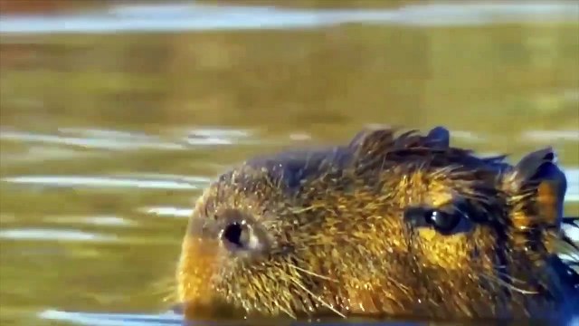 Fighting For Survival, Cheetah Cub Defends Its Starving Family from a Vicious Hyena Big Cat Tales