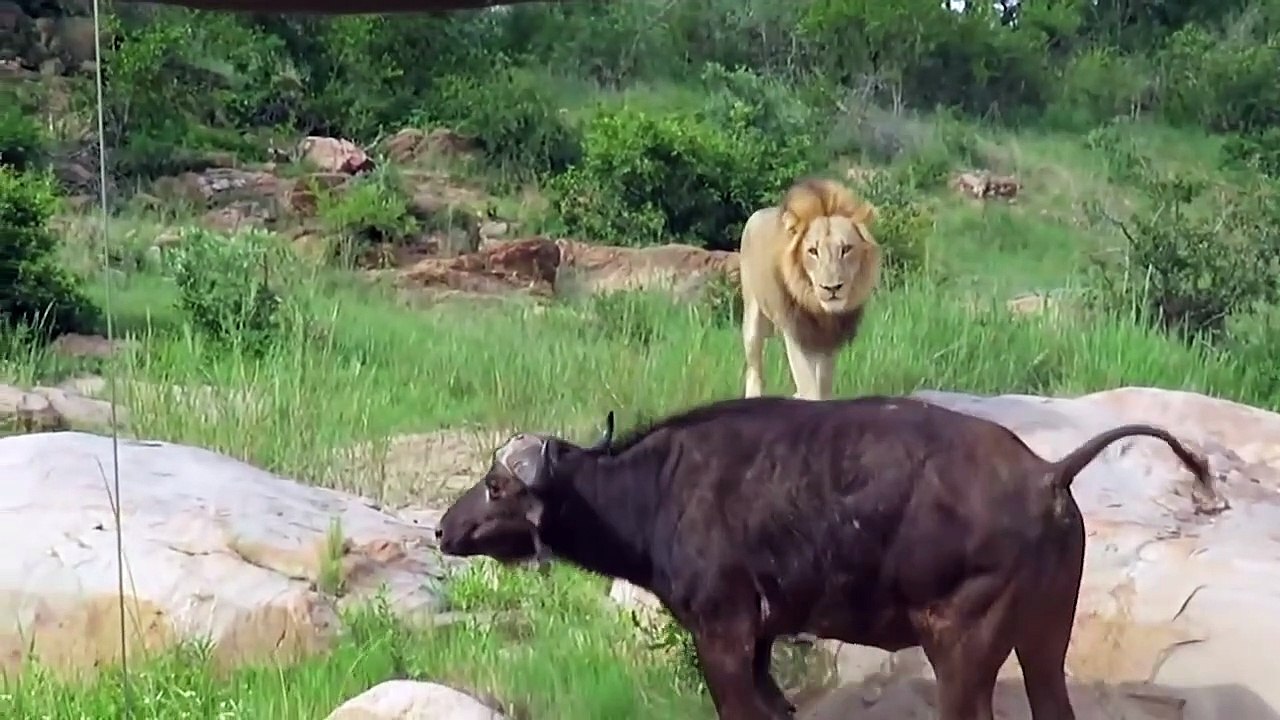 Lions Failed To Control Buffalo - Fearless Elephant Rescue Buffalo From ...