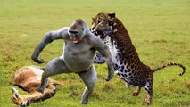 OMG! King Of Hunting- LEOPARD Rescues IMPALA From The Aggression Of BABOON - Best CROCODILE Attack