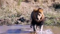 Super Strength Between Male Lion Vs Buffalo   Buffalo Fight Lion, Antelope vs Cheetah, Baboon