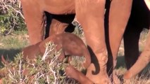 WATCH NOW ! WATCH NOW ! The Elephant Family Has Driven Away Lion To Protect The Elephant Calf