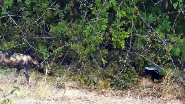 Fight For Survival Honey Badger vs Wild Dog Honey Badger Attack King Lion And Wild Dog