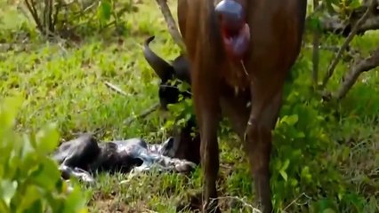 WATCHING NOW!!! Big Battle Between Gorilla vs Leopard, When Rescuing The Newly Born Baby Impala