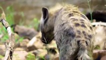 AMAZING! Hyena & Warthog Real Fights Leopard Hyena Warthog