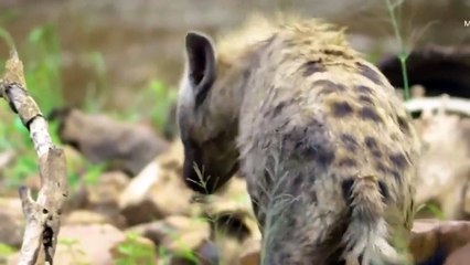 OH MY GOG! Harsh life of Warthog! The God can't help Warthog escape the power of Lions
