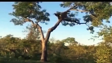 Moment Herbivores Counterattack Against Predators - Animals Attack And Fight - Lion, Buffalo, Zebra