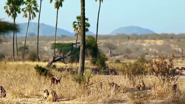 The Predator Becomes The Prey. - Leopard Challenge The Teeth Of Crocodile, Lion, Baboon ...