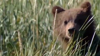 Bear vs 10 Hunting Dogs Mother Bear Try To Win 10 Hunting Dogs To Save Baby