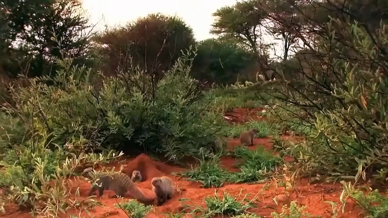 Catastrophic Battle To Get Throne Of Jungle Between Elephants And Lions - Wild Animals Attack