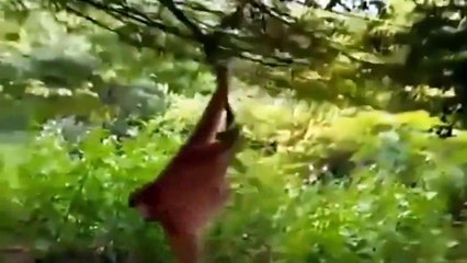 Tiger Is Helpless When Attacked By A Monkey - Buffalos Unite To Defeat The Tiger