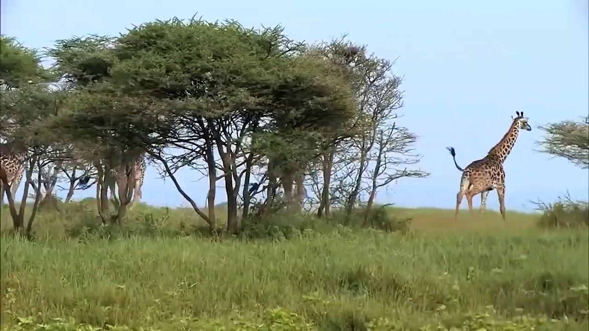 ⁣Giraffe Trying To Escape The Trocodile - Giraffe Across The River Confronting The Crocodile