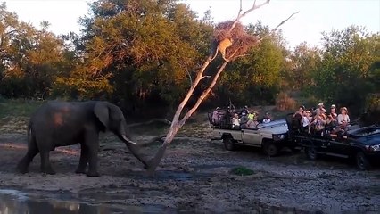 Horrible strength of horns Impala - Impala punctured Cheetah's intestine to rescue her child